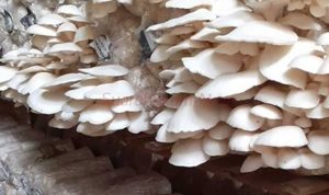 LogoLicious_20200415_091234