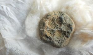 Mustika